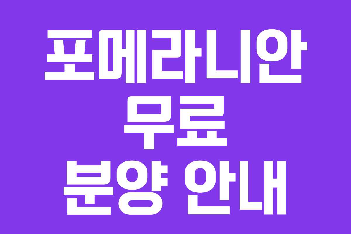 포메라니안 무료 분양 안내